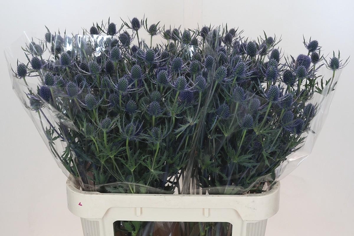 Eryngium Blue Dynamite
