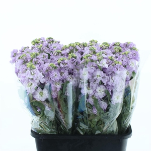 Matth Incana Iron Marine