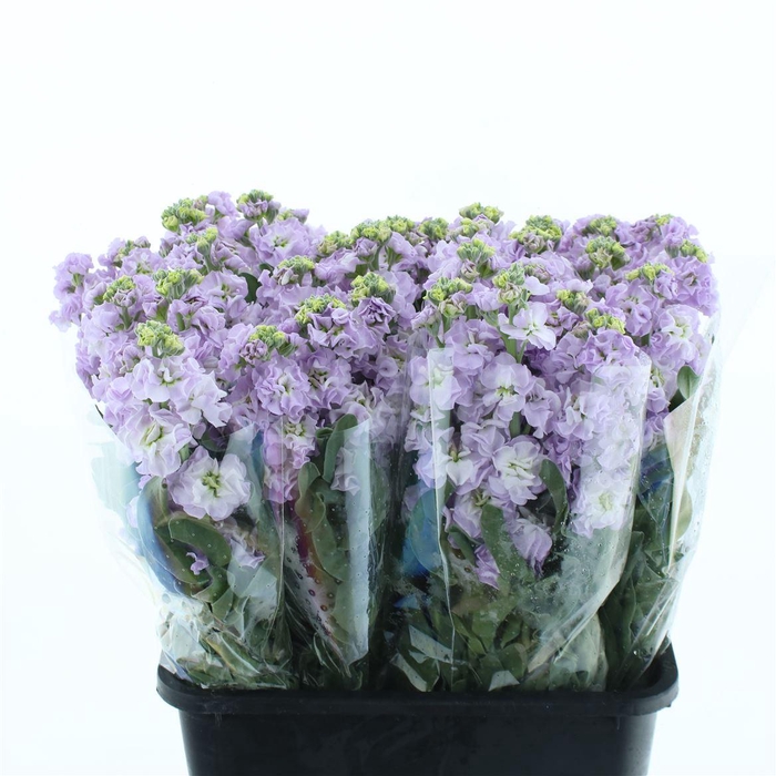 <h4>Matth Incana Iron Marine</h4>