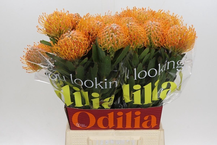 <h4>LEUCO SOLEIL</h4>