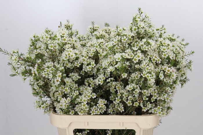 <h4>Chamelaucium Ivory Pearl</h4>
