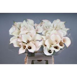 Zantedeschia captain rosette
