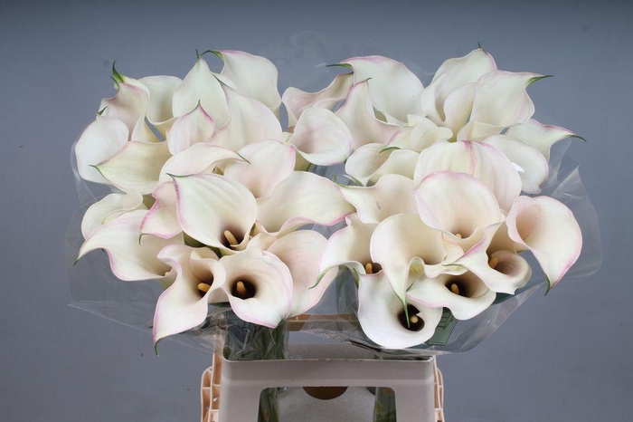 <h4>Zantedeschia captain rosette</h4>