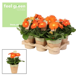 Gerbera oranje tinten 2+ bl. Feel Green, nature pc Decorum