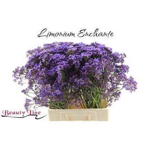 LIM PE ENCHANTE