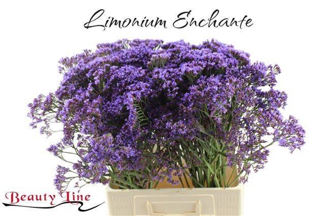 <h4>LIM PE ENCHANTE</h4>