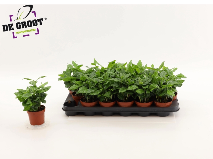 <h4>COFFEA ARABICA</h4>