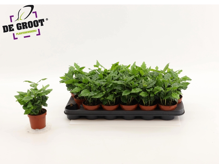 <h4>COFFEA ARABICA</h4>