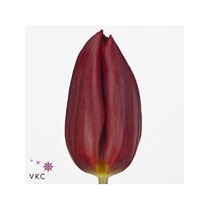 Tulipa si strong love