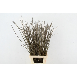 SALIX WILGENKATJES VERTAKT 090CM