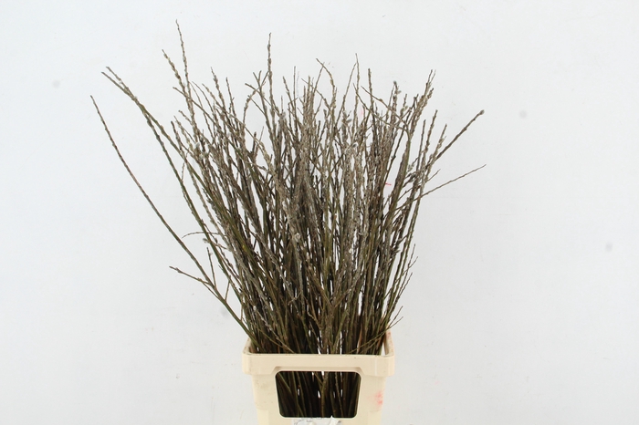 <h4>SALIX WILGENKATJES VERTAKT 090CM</h4>