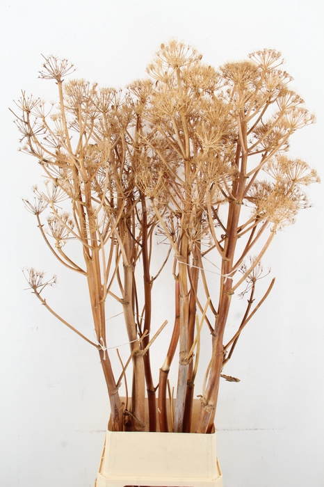 <h4>DF Ferule Flower</h4>