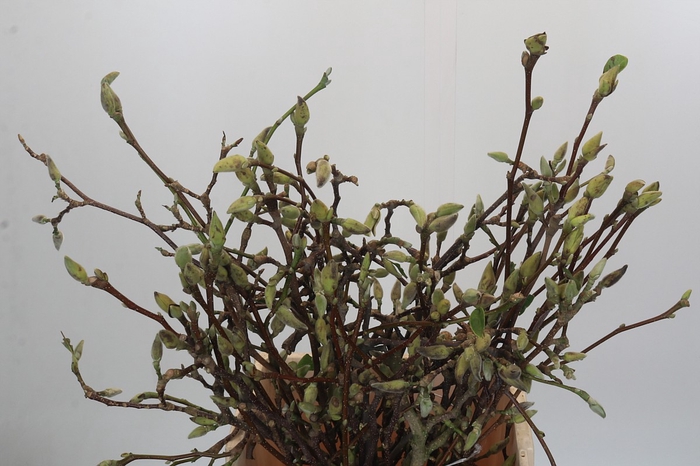 <h4>Magnolia Grandiflora</h4>