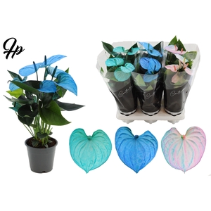 Anthurium 12 cm Make-Upz 3 Color Blue Mix - Couture sleeve Black