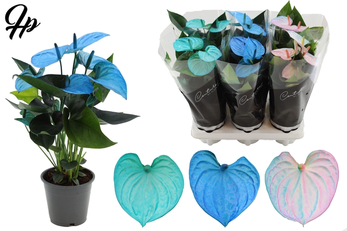 <h4>Anthurium 12 cm Make-Upz 3 Color Blue Mix - Couture sleeve Black</h4>