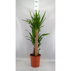 Yucca ...