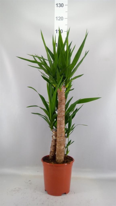 <h4>Yucca   ...</h4>