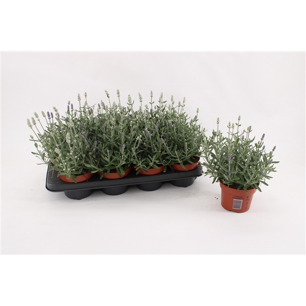 <h4>Lavandula duo</h4>