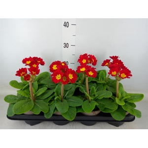 Primula elat.