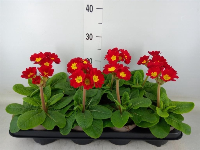<h4>Primula elat.</h4>
