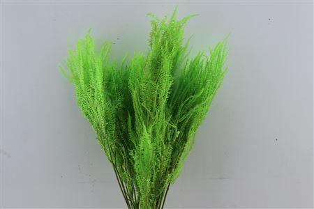 <h4>Pres Helecho Lvs Apple Green Bunch</h4>