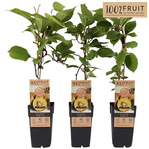 Actinidia deliciosa Golden Kiwi P15