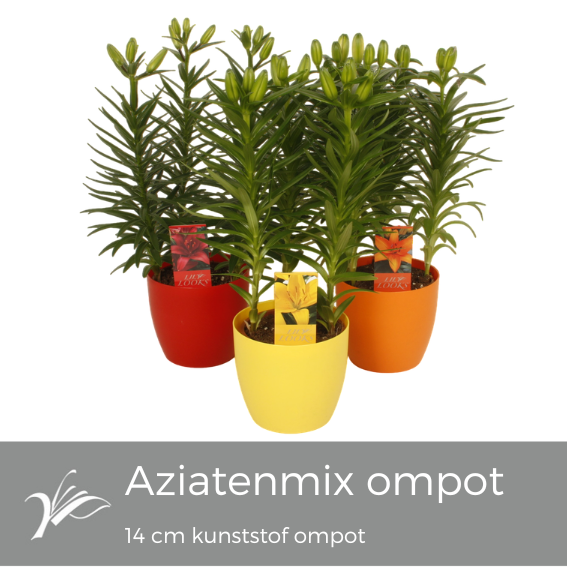 <h4>Lilium aziatenmix kunststof ompot 14 cm (az. lelie)</h4>