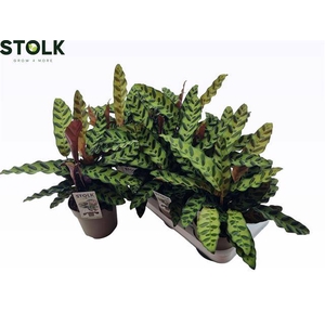 CALAT LANCIFOLIA