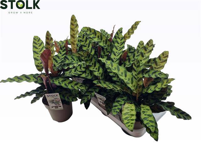 <h4>CALAT LANCIFOLIA</h4>