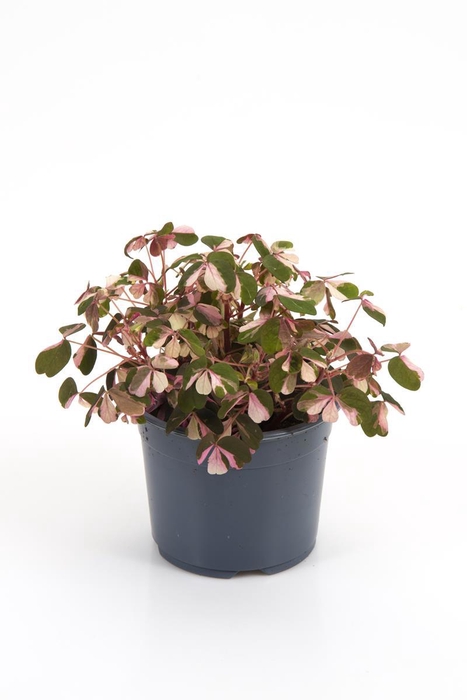 <h4>OXALIS VULCANICOLA</h4>