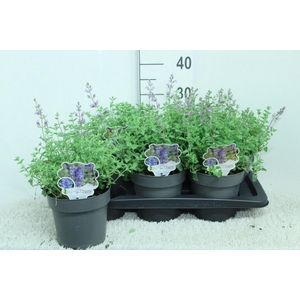 Nepeta faassenii 'Walkers Low'