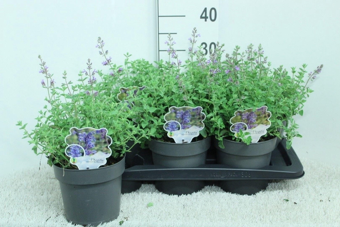 <h4>Nepeta faassenii 'Walkers Low'</h4>