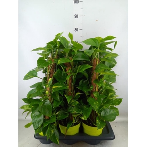 Epipremnum pinn.   ...moss stick