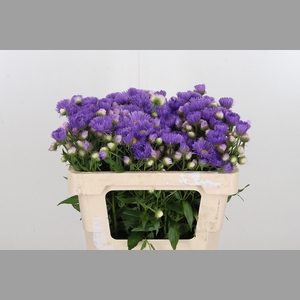 Erigeron P St