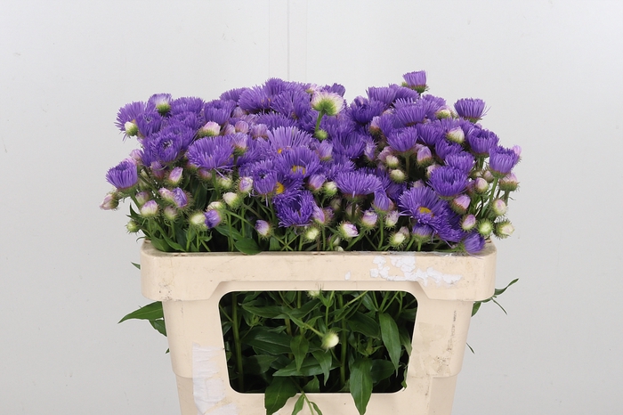 <h4>Erigeron P St</h4>