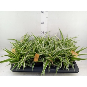 Chlorophytum com. 'Ocean'