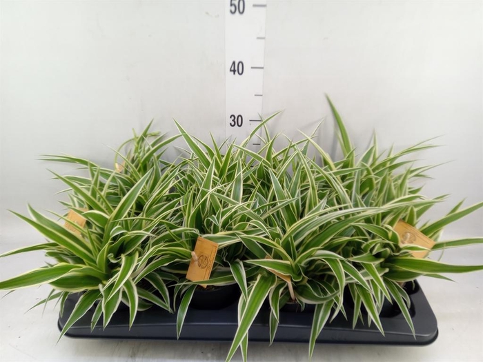 <h4>Chlorophytum com. 'Ocean'</h4>