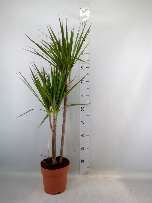 <h4>Dracaena marg.</h4>