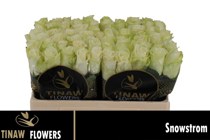 <h4>R GR SNOWSTORM+</h4>