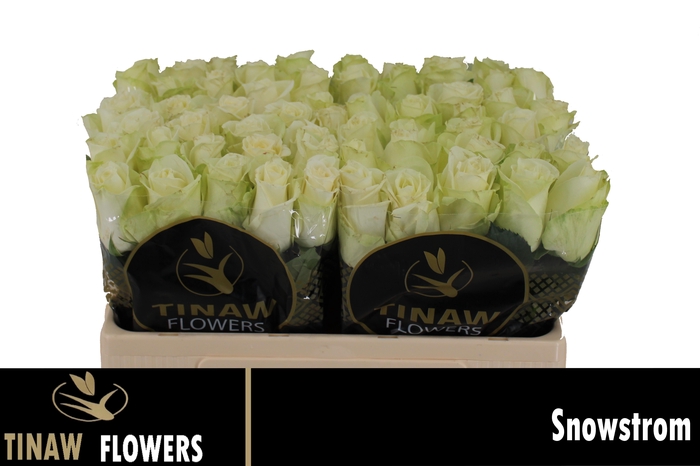 <h4>R GR SNOWSTORM+</h4>