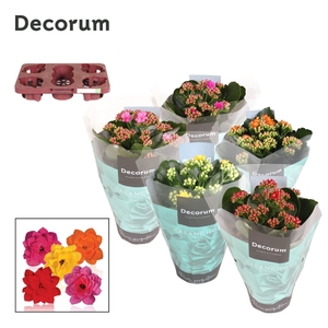 Kalanchoe Decorum - Mix