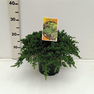 Juniperus procumbens Nana