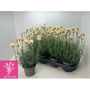 RHODAN H ZAGORA YELL