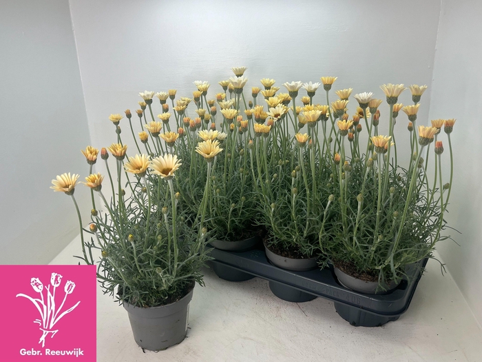 <h4>RHODAN H ZAGORA YELL</h4>