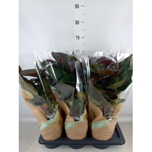 Anthurium andr. 'Beauty Black'