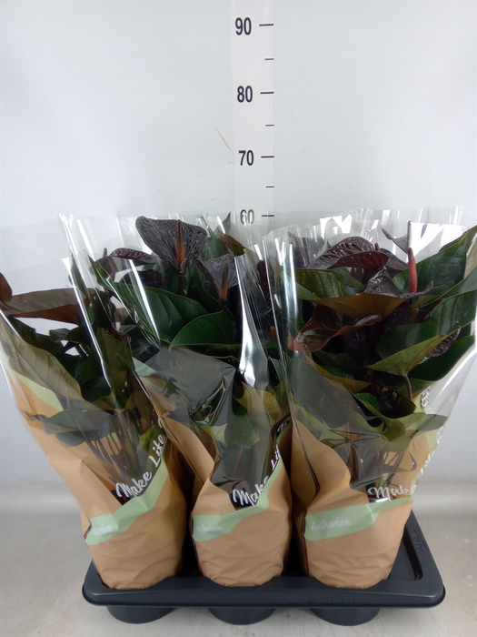 <h4>Anthurium andr. 'Beauty Black'</h4>