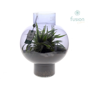 Green Bottle Laura Large Smoky glas met Chlorophytum