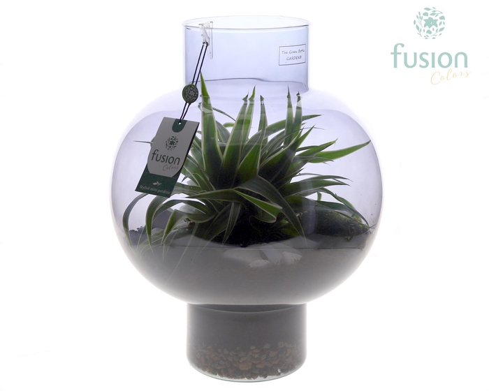 <h4>Green Bottle Laura Large Smoky glas met Chlorophytum</h4>