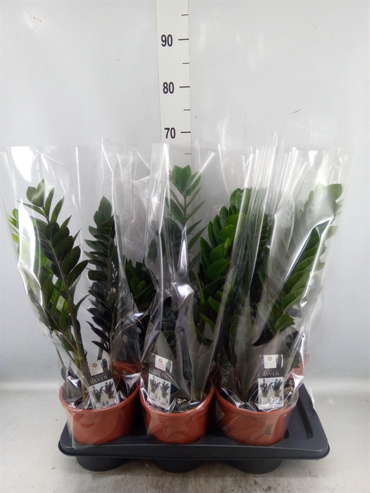 <h4>Zamioculcas zamiifolia 'Dowon'</h4>