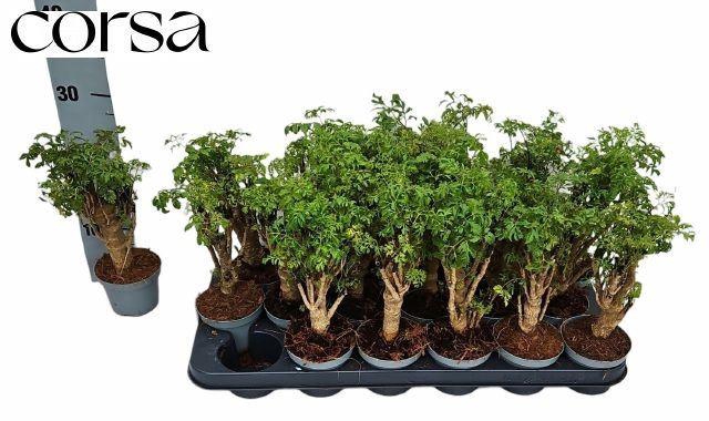 <h4>Polyscias fruticosa</h4>
